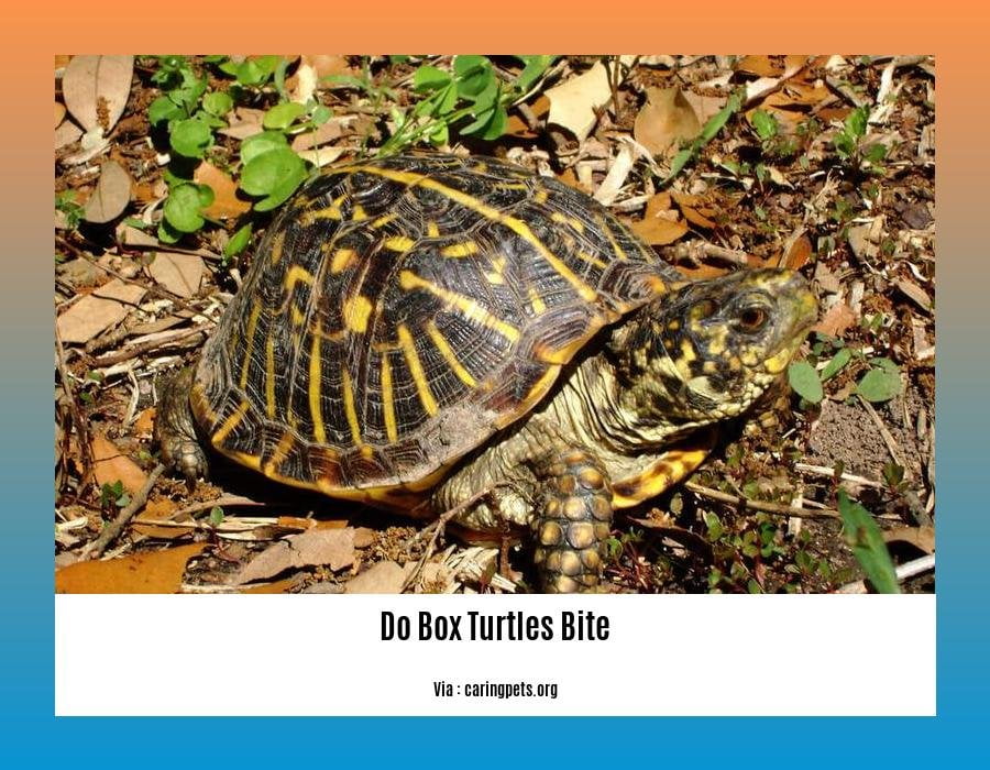 do box turtles bite