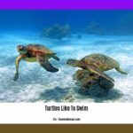 do-box-turtles-like-to-swim_2