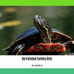 do-painted-turtles-bite_2