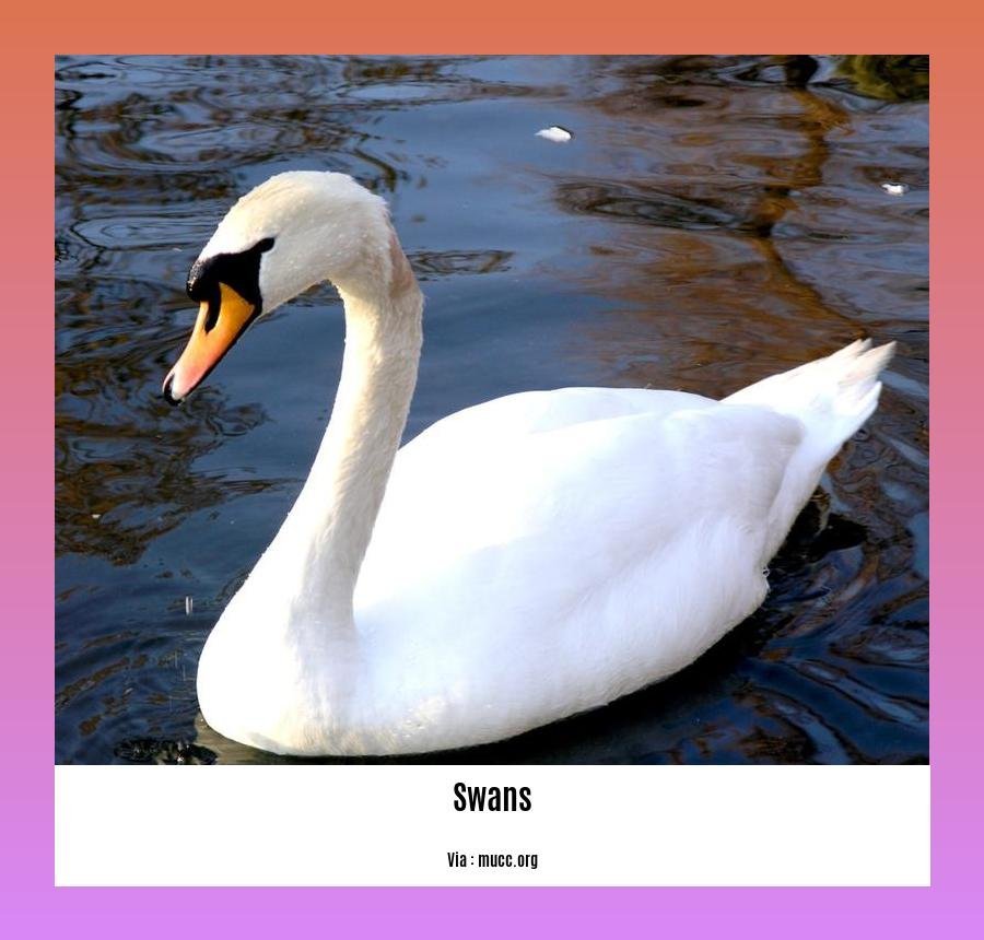 Do Swans Eat Ducks Investigating The Feeding Habits Of Swans And Their do-swans-eat-ducks-investigating-the-feeding-habits-of-swans-and-their