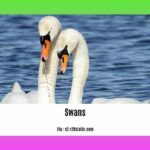 do-swans-eat-ducks_2