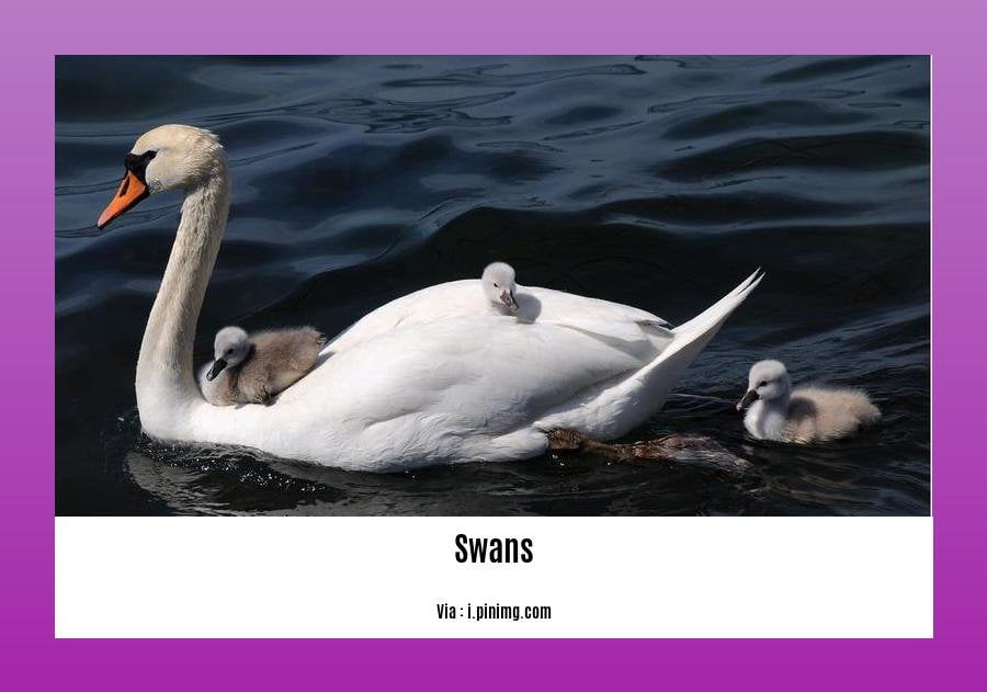 do swans eat ducks
