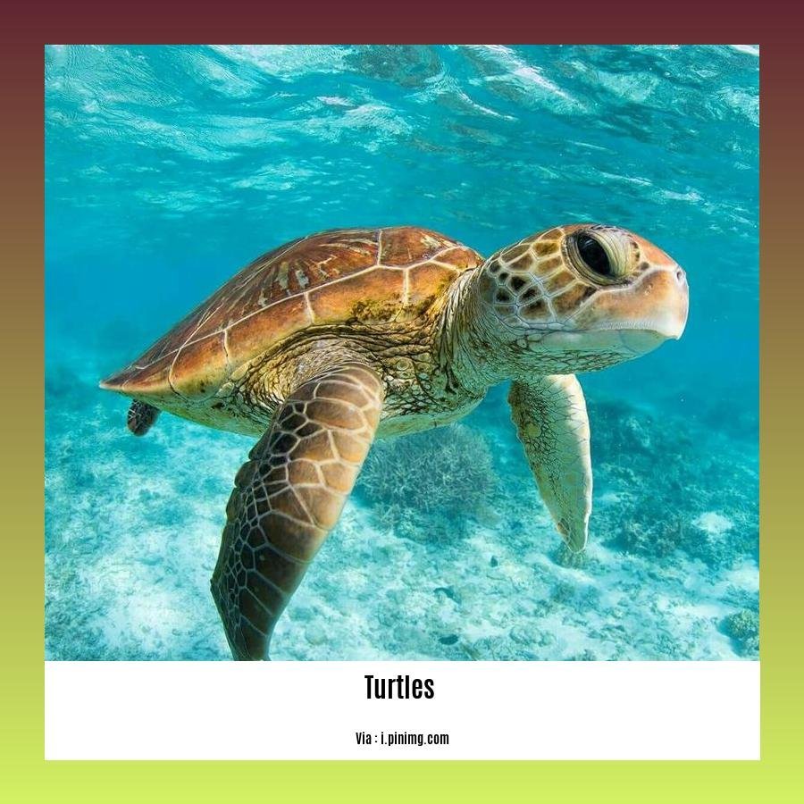 do turtles and tortoises get along