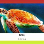 do-turtles-and-tortoises-get-along_2