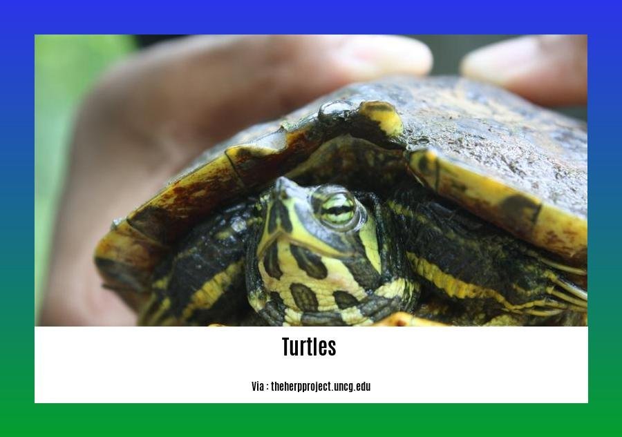 do turtles and tortoises get along