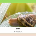 dogs-eating-slugs-and-snails_2