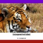 endangered-and-extinct-species-in-pakistan_2