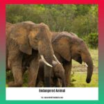 endangered-animal-species-in-pakistan_2