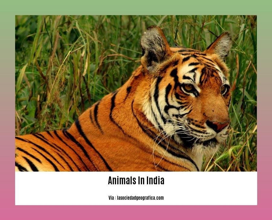 endangered animals in india