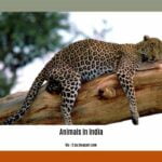 endangered-animals-in-india_2