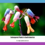 endangered-plants-in-south-america_2
