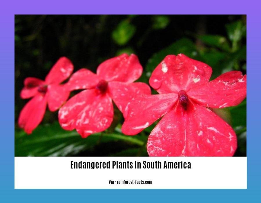 endangered plants in south america