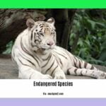 endangered-species-in-meghalaya_2