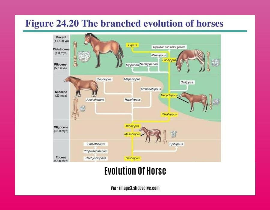 evolution of horse byju