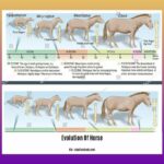 evolution-of-horse-byju_2