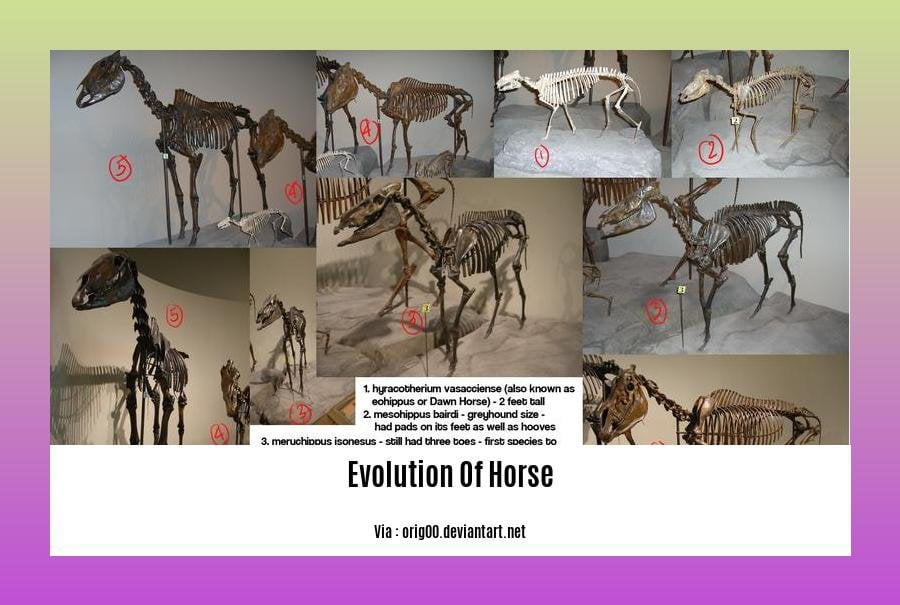 evolution of horse byju