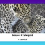 examples-of-endangered-species-in-the-philippines_2
