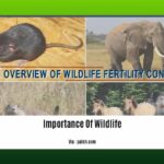 explain-importance-of-wildlife_2