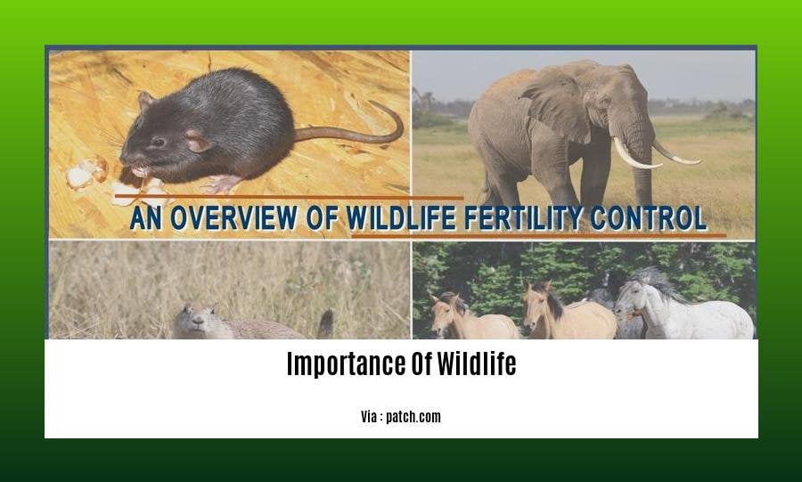 explain importance of wildlife 2