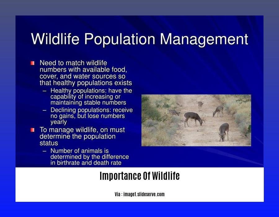 explain importance of wildlife