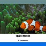facts-about-aquatic-animals_2