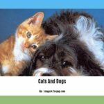 facts-about-cats-and-dogs_2