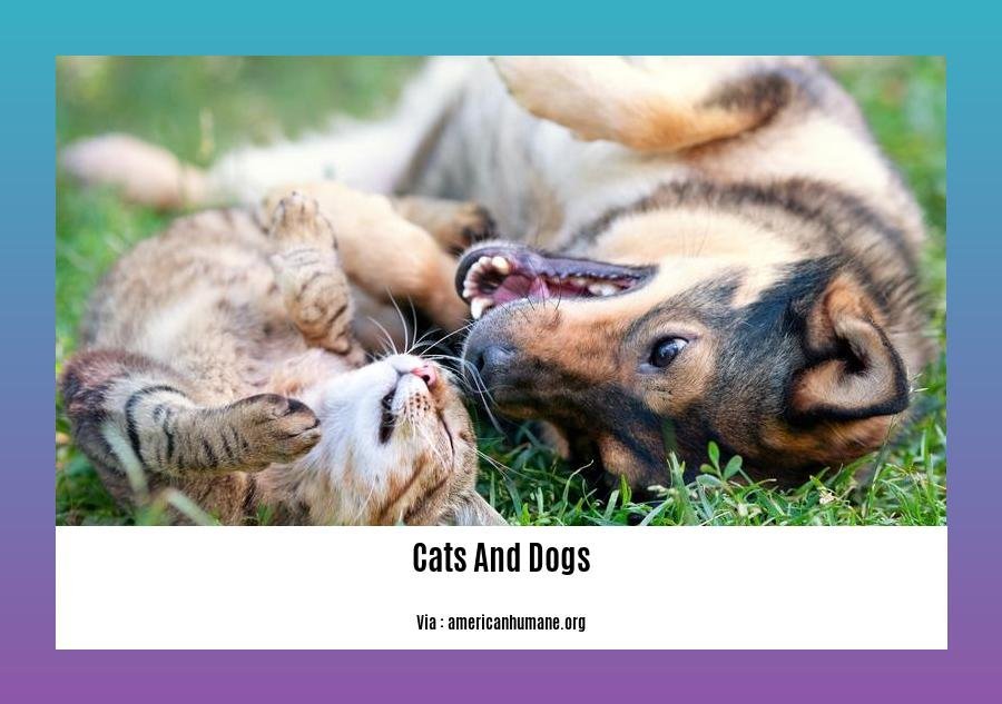 facts about cats and dogs