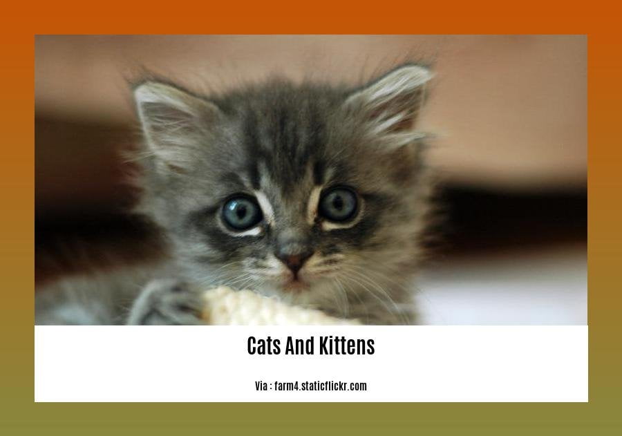 facts about cats and kittens