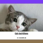 facts-about-cats-and-kittens_2