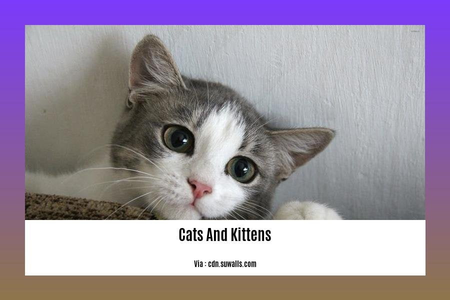facts about cats and kittens 2