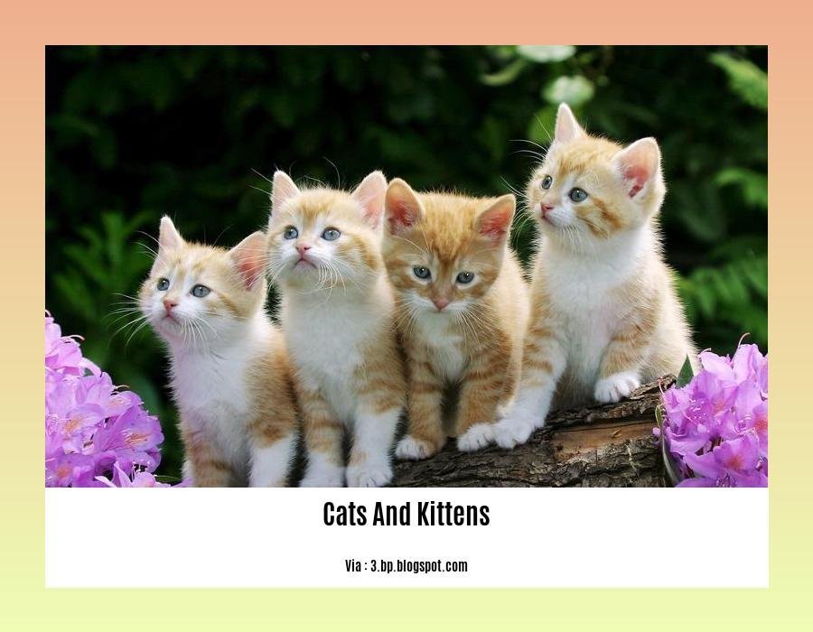 facts about cats and kittens