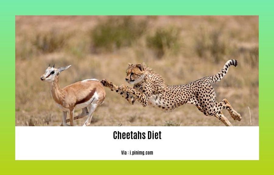 facts about cheetahs diet