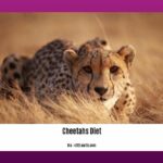 facts-about-cheetahs-diet_2