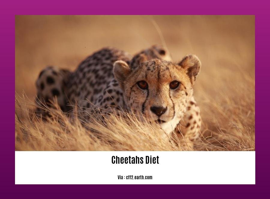 facts about cheetahs diet 2