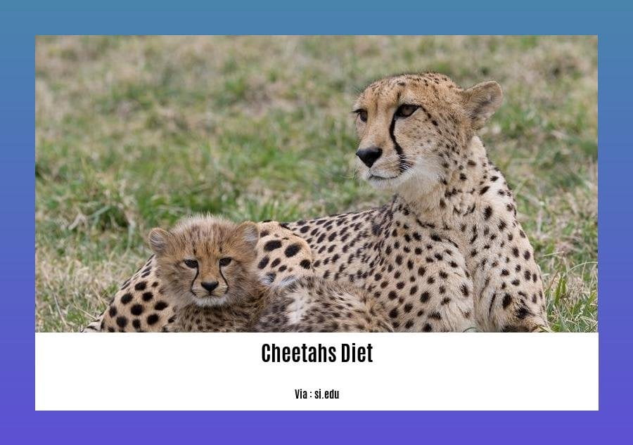 facts about cheetahs diet
