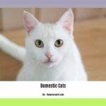 facts-about-domestic-cats_2