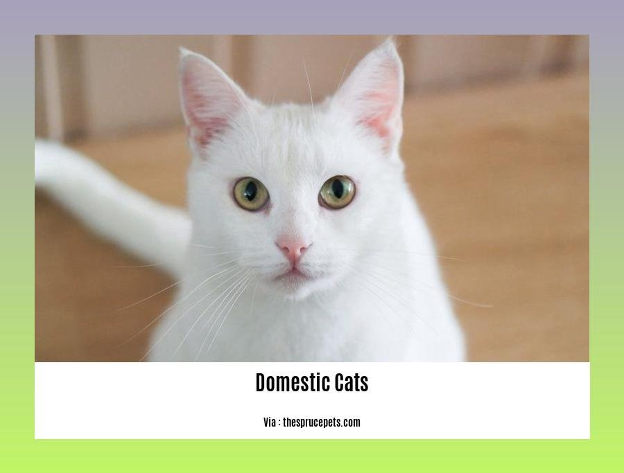 facts about domestic cats 2