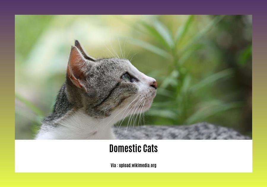facts about domestic cats