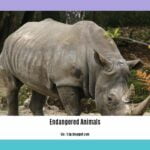 facts-about-endangered-animals-in-the-amazon-rainforest_2