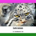 facts-about-exotic-animals_2