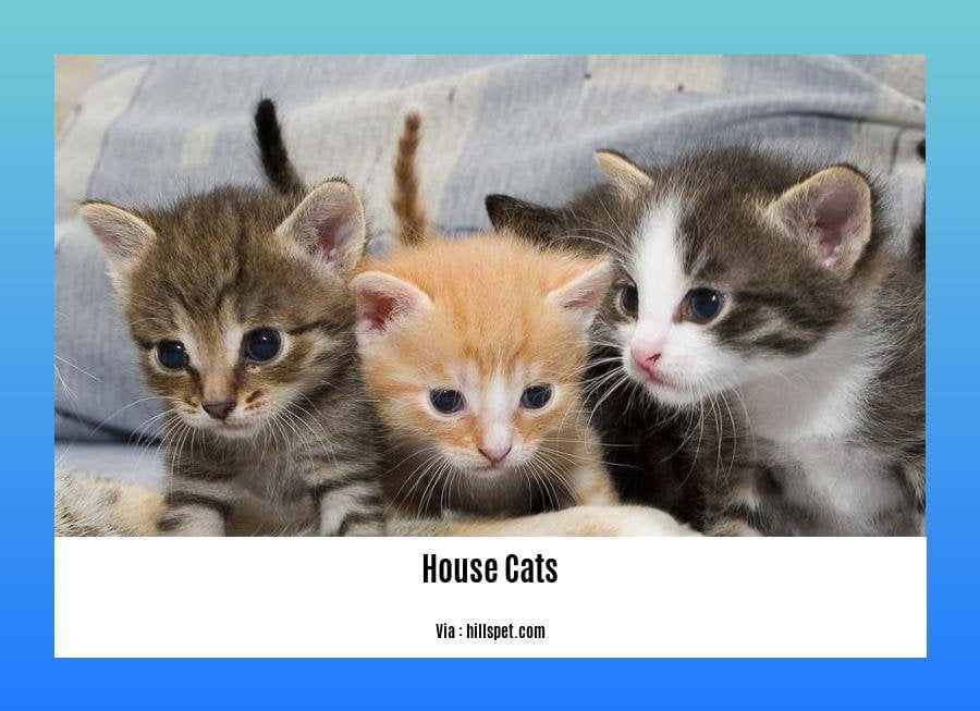 facts about house cats