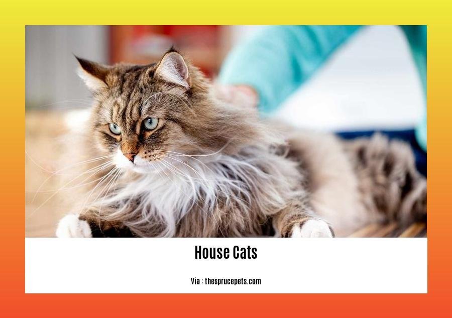 facts about house cats 2