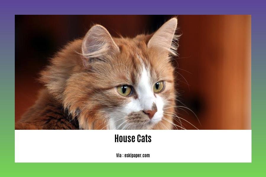 facts about house cats