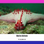 facts-about-marine-animals_2