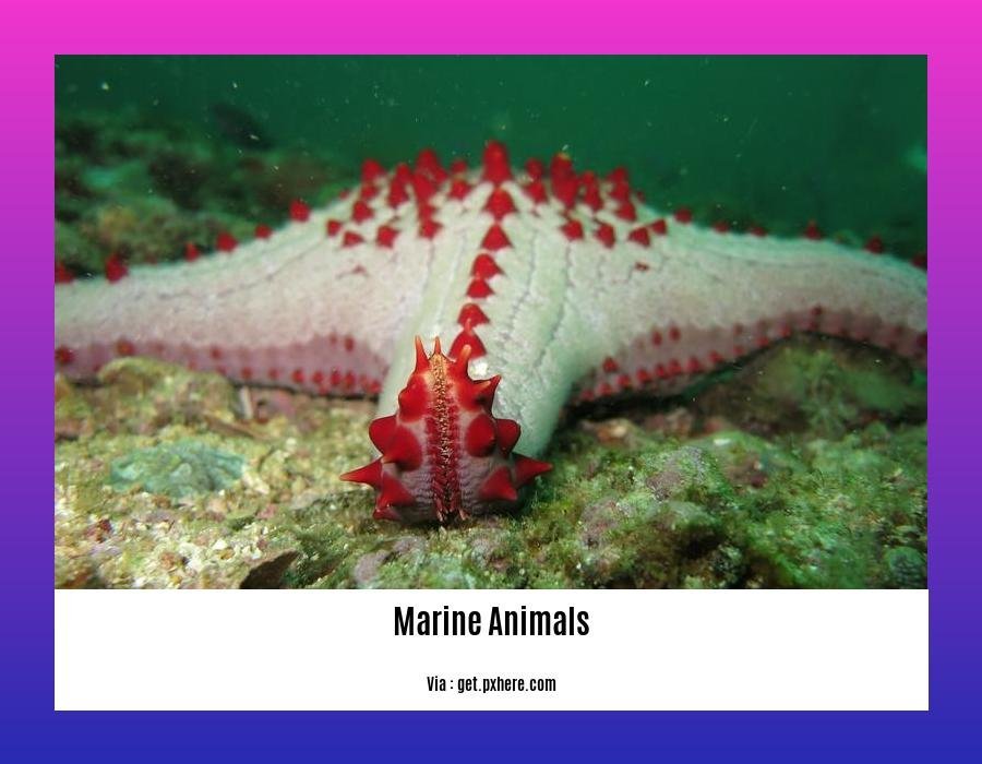 facts about marine animals 2