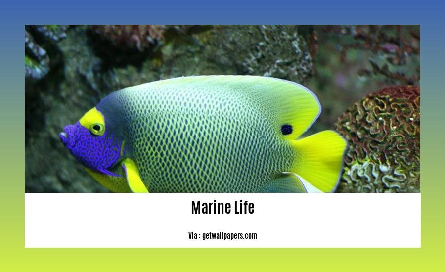 facts about marine life
