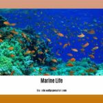 facts-about-marine-life_2