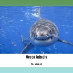 facts-about-ocean-animals_2