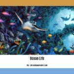 facts-about-ocean-life_2