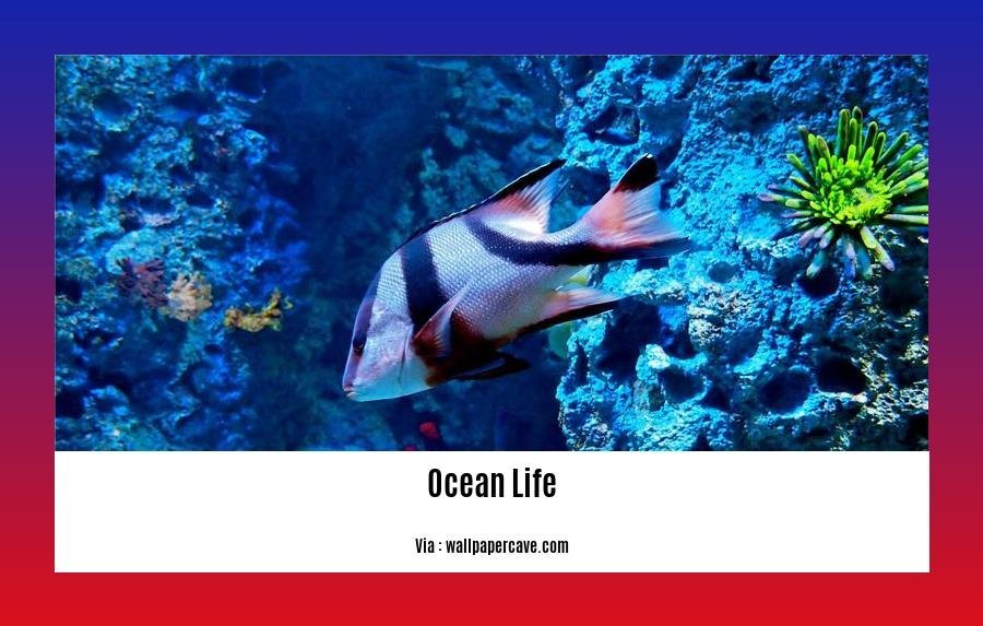 facts about ocean life